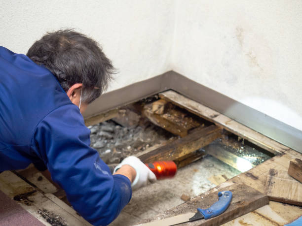 Best Localized Mold Remediation (e.g., coastal areas, humid climates) in Vernon Hls, IL