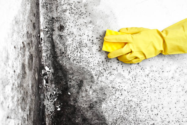 Best Insurance-Related Mold Remediation in Vernon Hls, IL