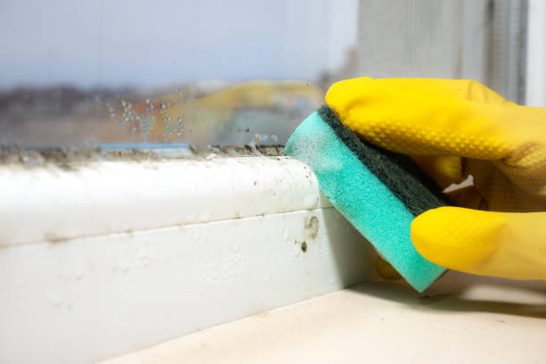 Best DIY Mold Remediation Support Services in Vernon Hls, IL