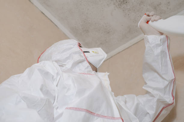 Best Kitchen Mold Remediation in Vernon Hls, IL