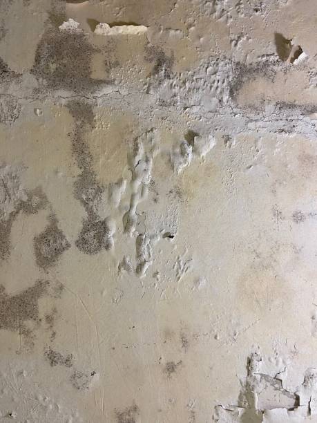 Best Attic Mold Remediation in Vernon Hls, IL