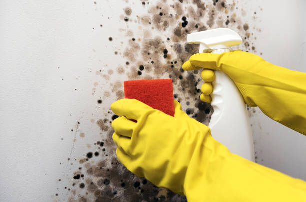 Best Basement Mold Remediation in Vernon Hls, IL
