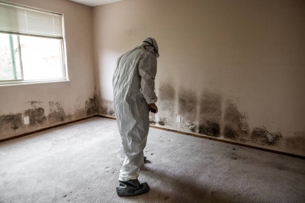 Best Residential Mold Remediation in Vernon Hls, IL